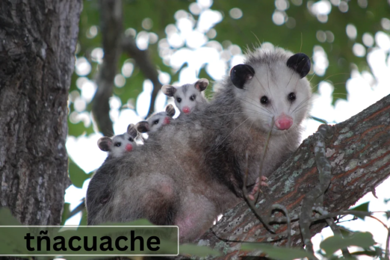 tñacuache